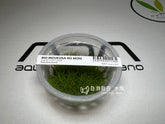 ADA Cow Felt Eleocharis parvula IC027